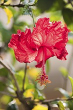 Red hibiscus flower on a gleam in Vietnam