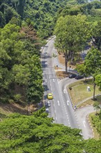 Asphalt road in the middle of the jungle. singapore