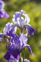 Colorful purple and blue irises in a botanical garden