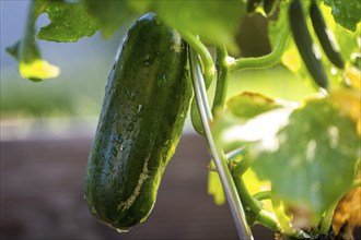 Close-up of a ripe cucumber in the garden bed