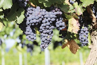 Close-up of ripe blue-green grapes near Meckenheim, Palatinate