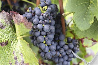 Close-up of blue grapes on vines in the Palatinate