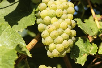 Ripe Chardonnay grapes in the Palatinate. The 2023 vintage is exceptionally good