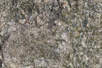 Texture of a boulder with moss and lichen