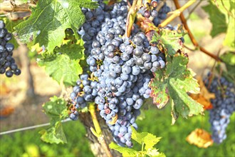 Close-up of blue grapes on vines in the Palatinate