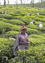 Indian tea picker on a tea plantation, Thekkady, Kerala, India, Asia