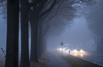 Country road B 57 near Erkelenz, autumn, fog, rainy weather, tree-lined avenue, wet road, North