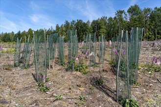 Reforestation in the Arnsberg Forest near Freienohl, Soest district, young oak trees, with browsing