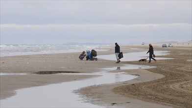 Family visits the sandy beach on a windy day in early spring in Blokhus, Jutland, Denmark,