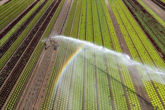 A field is artificially irrigated, water is sprayed onto the field via an irrigation system, field