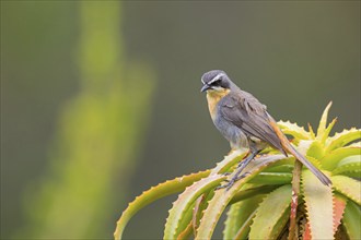 Cossypha caffra, family of flycatchers, Underberg surroundings, Underberg, KwaZulu-Natal, South