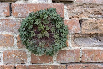 Stinking cranesbill (Geranium robertianum L.) growing out of a brick wall at Jerichow Monastery,