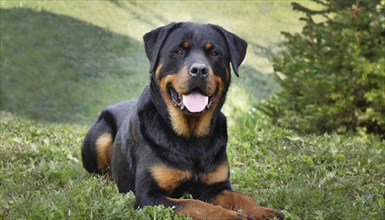 Pets, dog, Rottweiler, AI-generated, AI generated