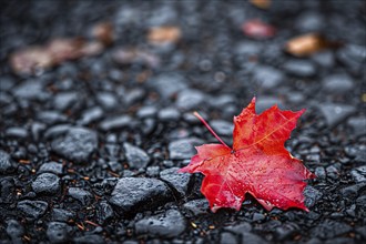 Single bright red maple autumn leaf on black road. Generative Ai, AI generated