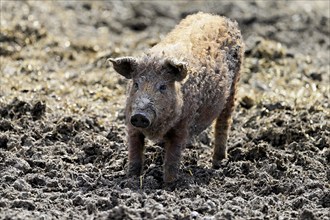 Woolly pig or Mangalica pig, Hungary, Europe