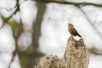 Eurasian wren (Troglodytes troglodytes), singing on an old tree stump in a peaceful natural