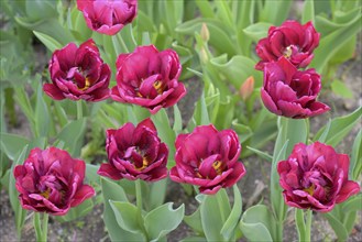 Konigstein fortress on top of the Elbe sandstone mountains, Red tulips, Konigstein, Saxony,