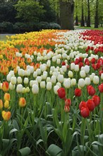 Tulips (Tulipa) at Keukenhof, Lisse, South Holland