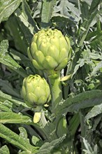 Artichoke (Cynara scolymus), planting, fruit, California, USA, North America