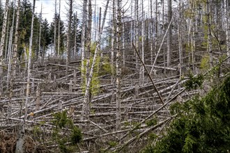 Dead spruce trees, broken by wind, lying in disarray, forest dieback in the Arnsberg Forest nature