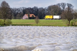 Asparagus fields, asparagus stems under foil, for faster growth, near Kirchhellen, district of