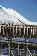 On the beach of Barstrand on the island of Gimsoymyrene, Lofoten, in Norway in winter, Barstrand,