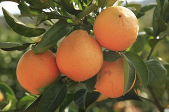 Ripe oranges on the tree