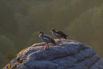 Sunrise in Saxon Switzerland, Rathen, Saxony, Germany, Europe