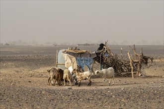 Nomads with sheep and goats in the Sahara, Merzouga, Morocco, Africa