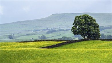 Farms in Yorkshire Dales National Park, North Yorkshire, England, United Kingdom, Europe