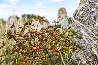 Wild rose hips on a shrub in front of the stones of a ship setting on the cemetery of Gettlinge