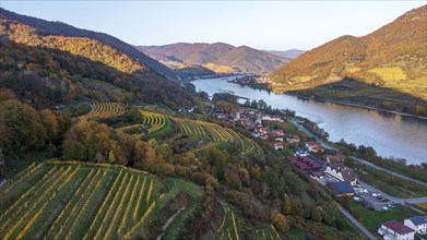 Vineyards in autumn near Schwallenbach, Wachau, Lower Austria, Austria, Europe