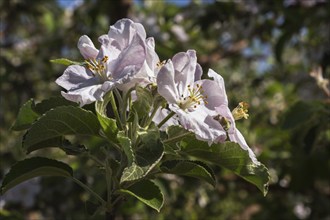 Close-up of white and pink Malus domestica, Apple tree flower blossoms in spring, Quebec, Canada,