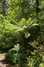 Großer Farnbaum in einem sonnigen Wald mit dichtem Unterholz, Baumfarn (Dicksonia antarctica), Mata