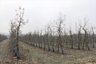 Orchard in winter, apples, Baden-Württemberg, Germany, Europe