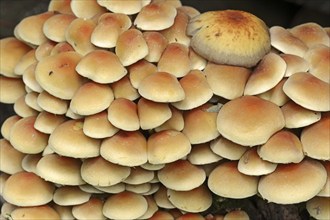 Sulphur tuft (Hypholoma fasciculare), North Rhine-Westphalia, Germany, Europe