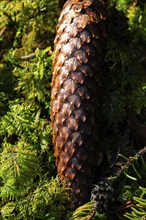 Sunlight emphasises the texture of a pine cone on mossy ground, Unterhaugstett, Black Forest,