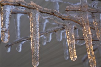 Close-up of icicles with golden light reflections hanging from tree branches in early spring,