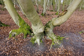 Beech tree with a bizarre growth habit, Germany, Europe