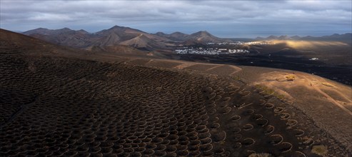 Grapevines growing in black volcanic soil in protected enclosed pits, La Geria, Lanzarote, Canary