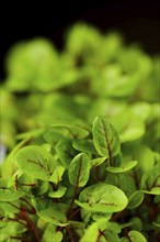 Closeup view of leaves of sprouted sorrel seeds, photo with shallow depth of field