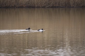 Pair of goldeneyes, March, Lusatia, Saxony, Germany, Europe