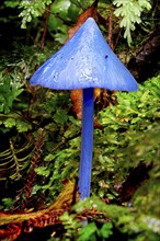 New Zealand, Blue fungus, Abel Tasman National Park, New Zealand, Oceania