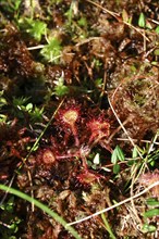 Sundew, Murnauer moss, August, Bavaria, Germany, Europe