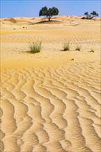 Wind-sculpted sand structure with green trees and vegetation, in the Rub al Khali desert, Dhofar