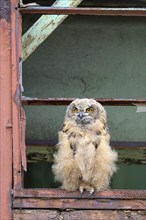 Eurasian eagle-owl (Bubo bubo), fledged young bird, in an old window frame, industrial building,