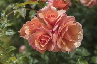 Rose (Rosa sp.) with raindrops, Münsterland, North Rhine-Westphalia, Germany, Europe