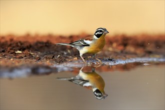 Golden-breasted Bunting (Emberiza flaviventris), adult, at the water's edge, Kruger National Park,