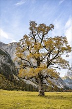 Maple tree with autumn leaves, autumn landscape in Rißtal, Großer Ahornboden, Engalpe, Eng,