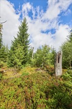 Vegetation with Norway spruce (Picea abies) and colored European blueberry (Vaccinium myrtillus) on